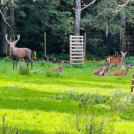 Ferienwohnung Schwarzwald Lodge Schömberg 外观 照片