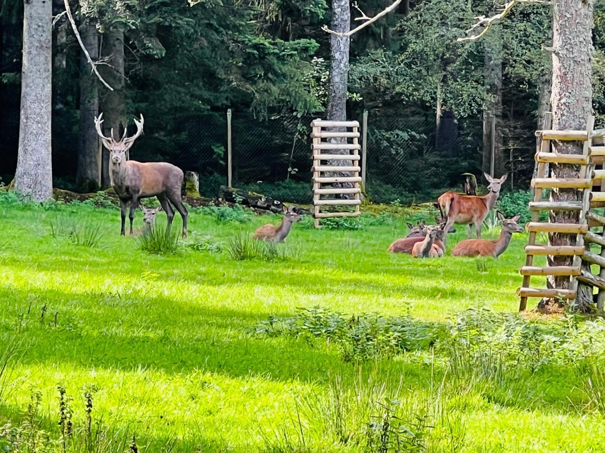 Ferienwohnung Schwarzwald Lodge Schömberg 外观 照片